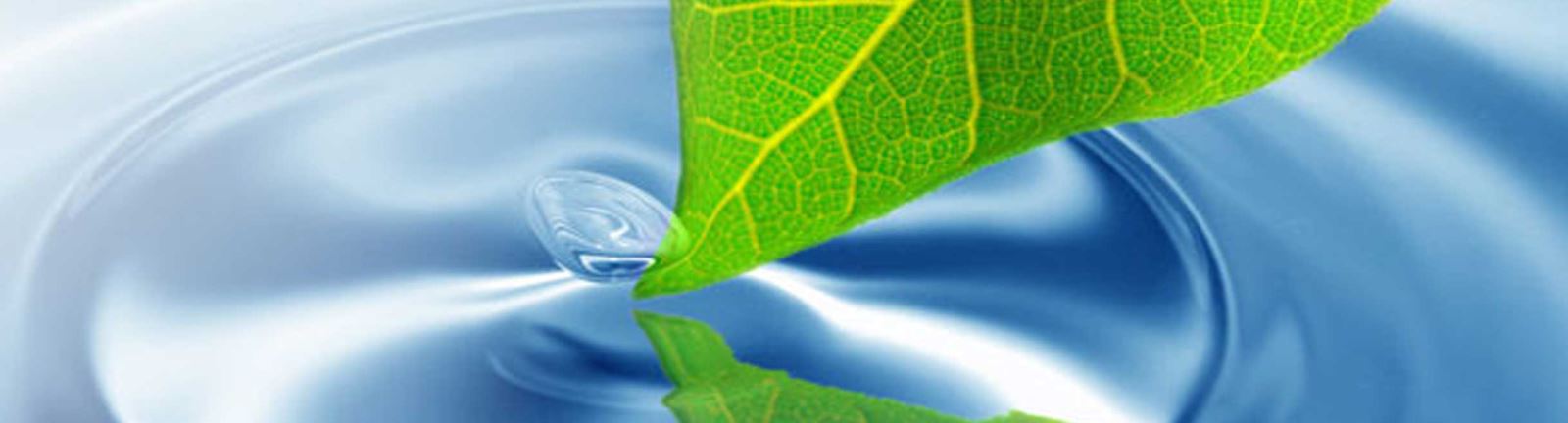 Leaf touching water